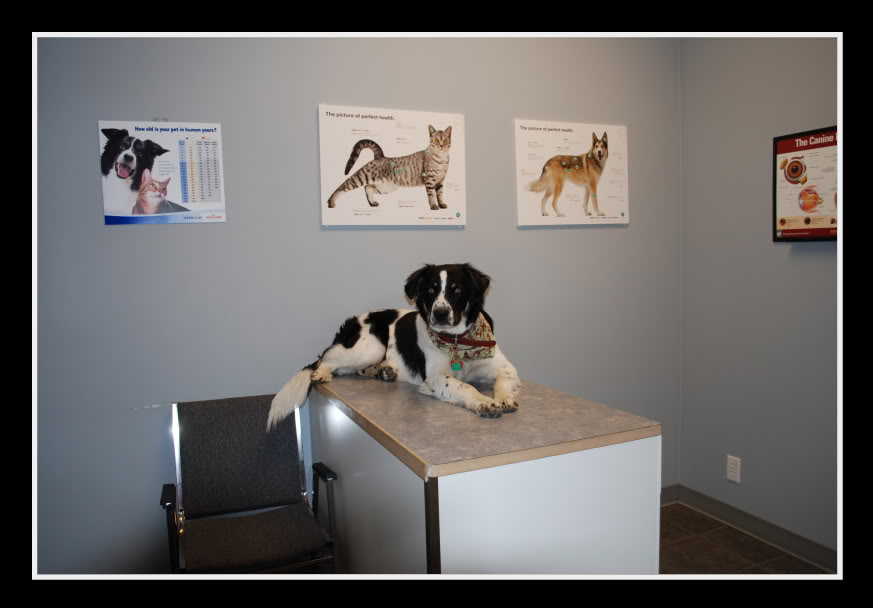 Dog on an examination table inside Copperfield Veterinary Hospital